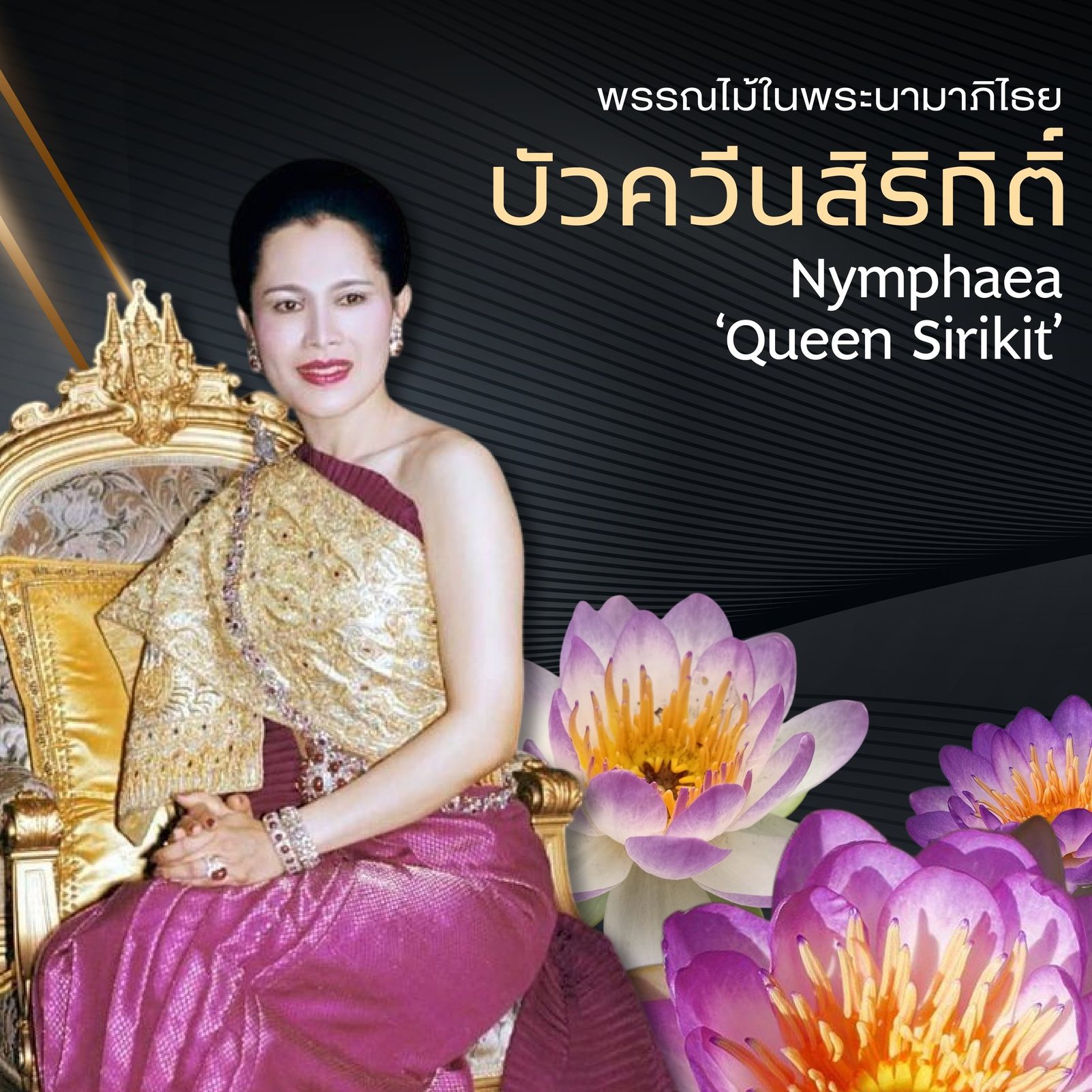 พรรณไม้ในพระนามาภิไธย "บัวควีนสิริกิติ์"