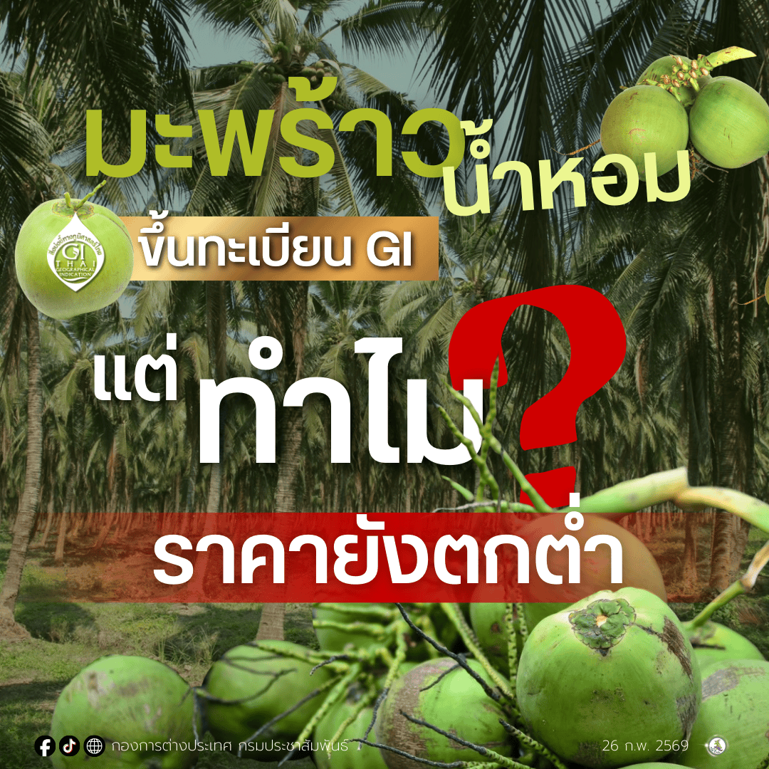 ของดีระดับโลกแต่ทำไมราคาดิ่ง? เมื่อมะพร้าวน้ำหอม GI ไทย เจอกับวิกฤตราคาตกต่ำที่ชื่อเสียงสวนทางกับรายได้&nbsp;
